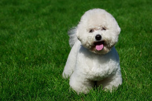 The dog breed Bichon Frise on green grass