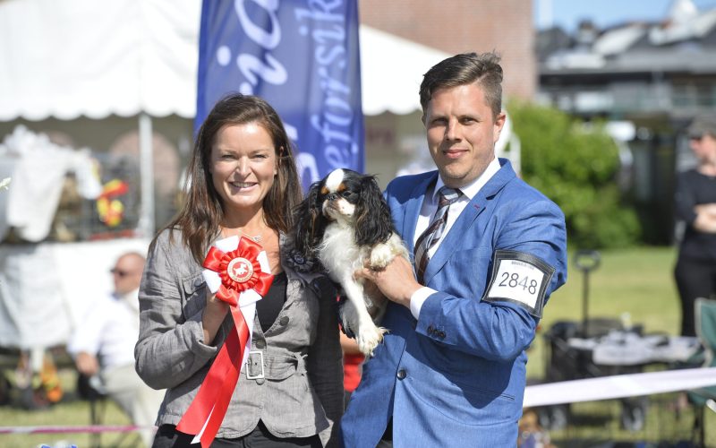 Dansk Kennel Klub's internationale hundeudstilling